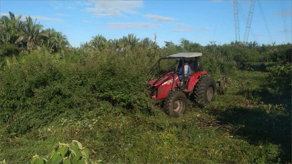 Limpeza de faixa de servidão